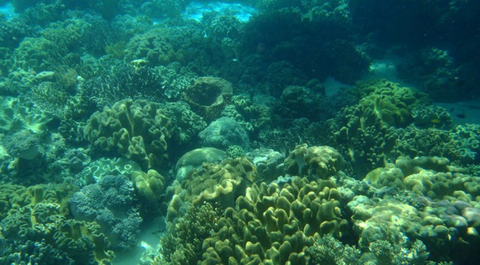 Moalboal in Cebu hosts over 10 dive sites